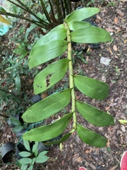 Dendrobium chameleon