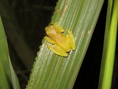 Dendropsophus joannae