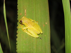 Dendropsophus joannae