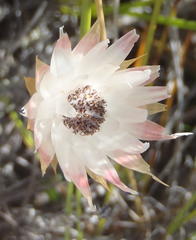 Syncarpha canescens canescens