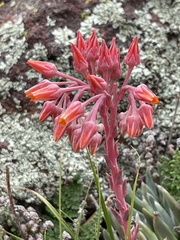 Dudleya pauciflora