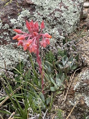 Dudleya pauciflora