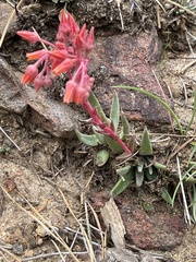 Dudleya pauciflora