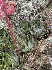 Dudleya pauciflora