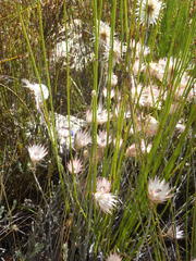Syncarpha canescens canescens