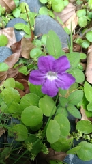 Ruellia squarrosa
