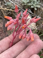 Dudleya pauciflora