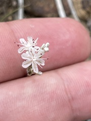 Eriogonum wrightii oresbium