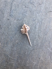 Muricoidea