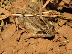 Leptodactylus podicipinus