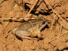 Leptodactylus podicipinus