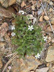 Leptosiphon melingii