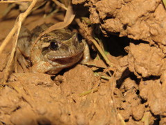 Leptodactylus podicipinus