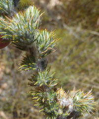 Aspalathus shawii shawii