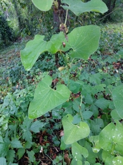 Aristolochia clematitis