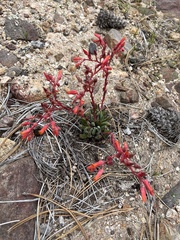 Dudleya pauciflora