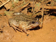 Leptodactylus podicipinus