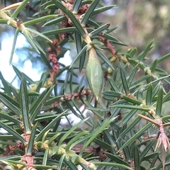 Oligotrophus juniperinus