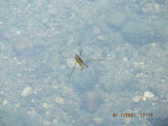 Aquarius conformis