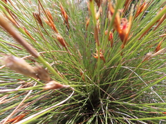 Hypodiscus argenteus