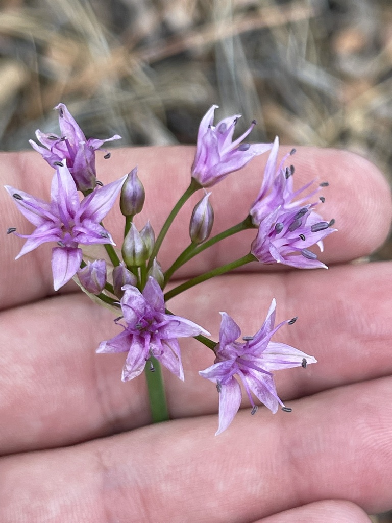 Caulorhizideum