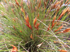 Hypodiscus argenteus