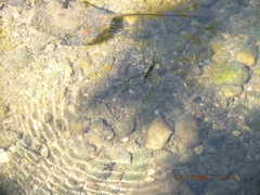 Aquarius conformis