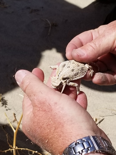 Phrynosoma mcallii