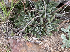 Dudleya pauciflora