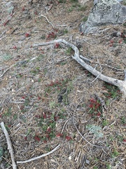 Monardella macrantha macrantha