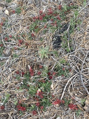 Monardella macrantha macrantha
