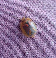 Paropsisterna selmani