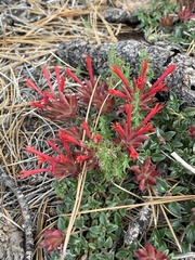 Monardella macrantha macrantha