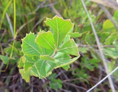 Searsia cuneifolia