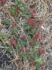 Monardella macrantha macrantha