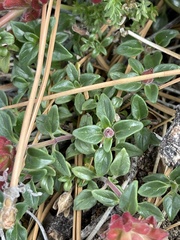 Monardella macrantha macrantha