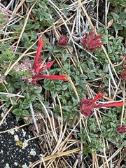 Monardella macrantha macrantha