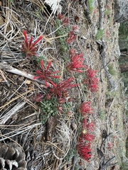 Monardella macrantha macrantha