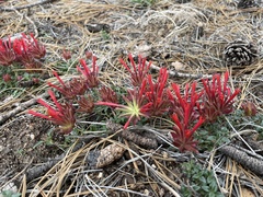 Monardella macrantha macrantha