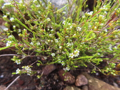 Coleonema juniperinum