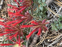 Monardella macrantha macrantha