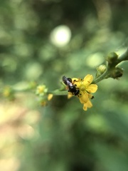 Hylaeus modestus