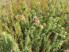Stilbaceae
