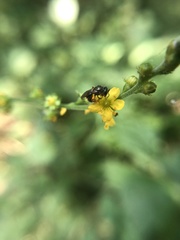 Hylaeus modestus