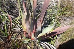 Watsonia vanderspuyae