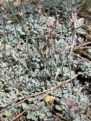Eriogonum wrightii oresbium