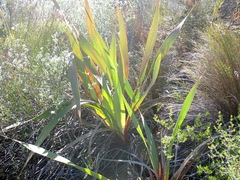 Watsonia vanderspuyae
