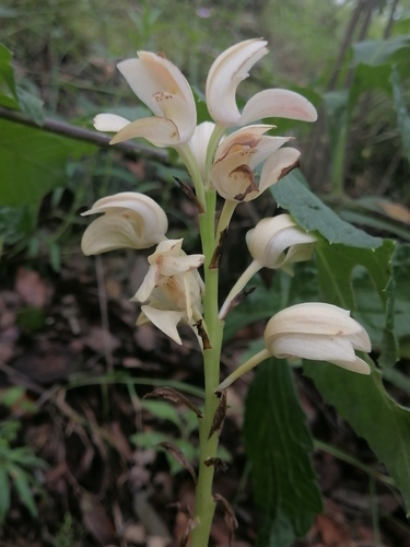 Image of Govenia liliacea by (c) Erick Vélez Sánchez, some rights reserved (CC BY)