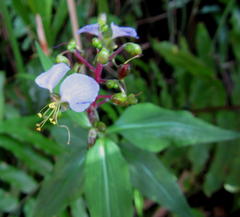 Aneilema dregeanum