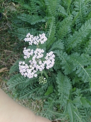 Achillea millefolium